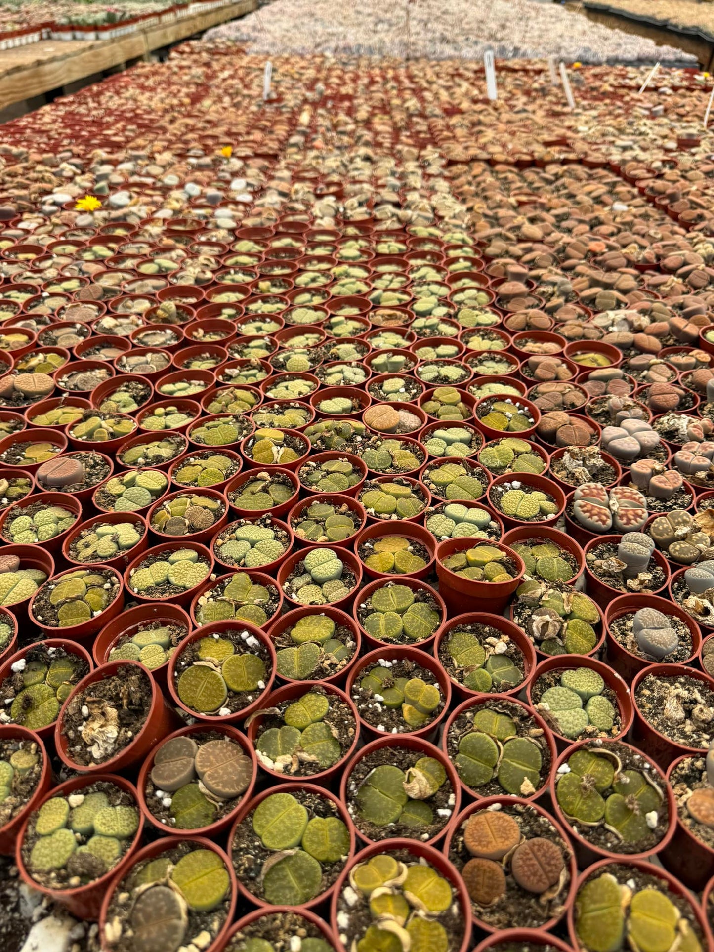 Charola de lithops mix 1.5”