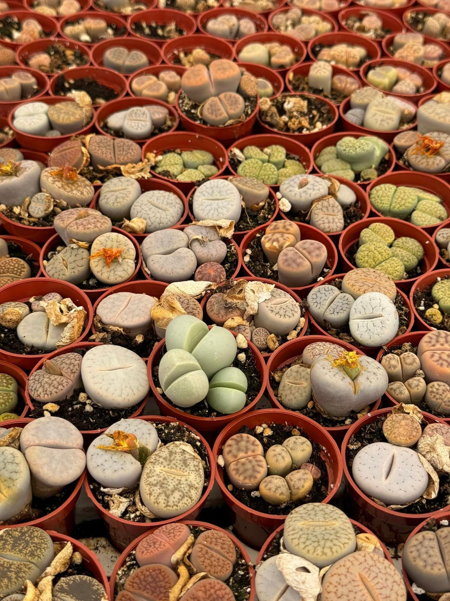 Charola de lithops mix 1.5”