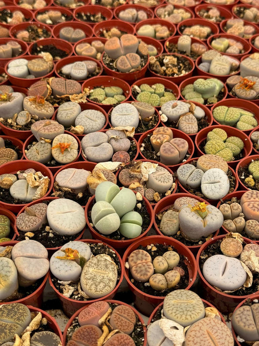 Charola de 61 macetas de lithops mix 1.5”