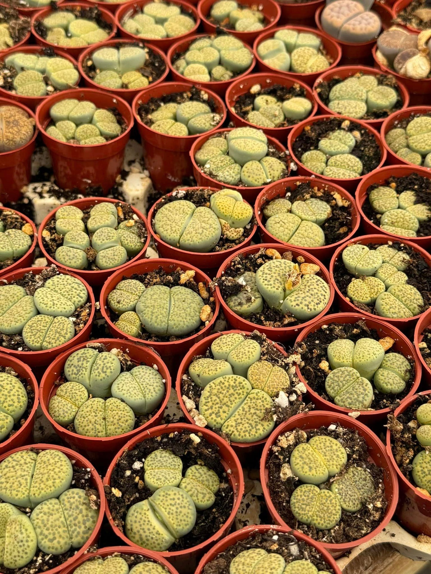 Charola de lithops mix 1.5”