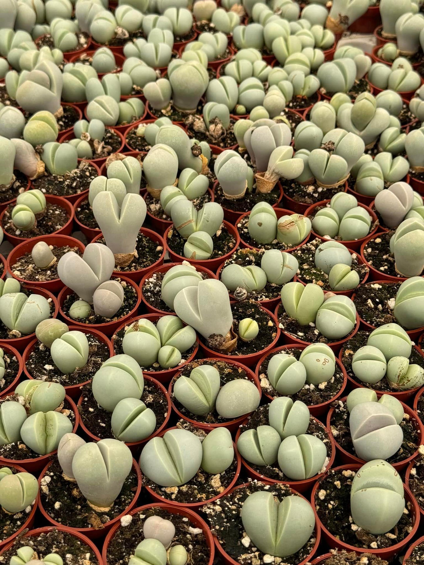 Charola de lithops mix 1.5”