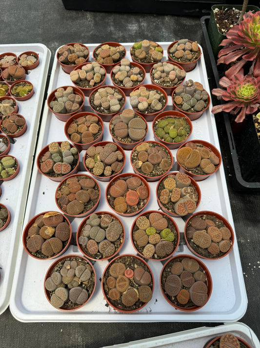 Charola  de lithops 2.5”