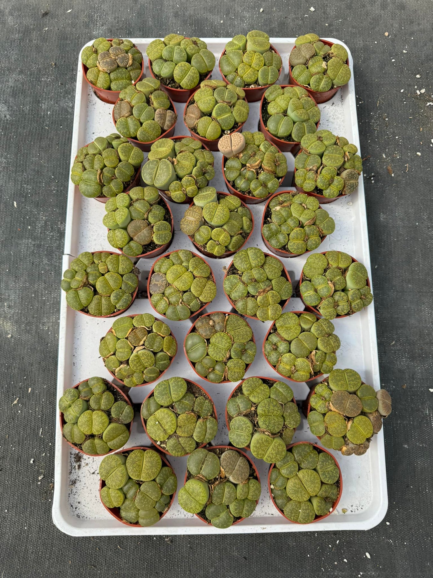 Charola de lithops verdes