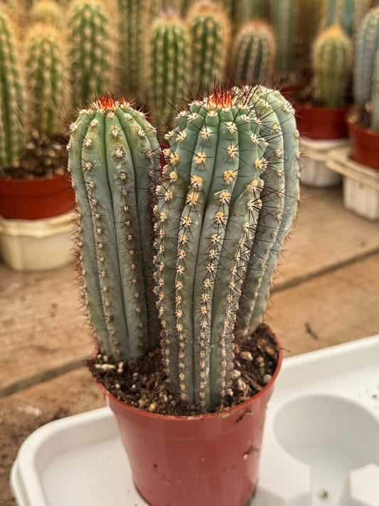 Cipocereus Bradei