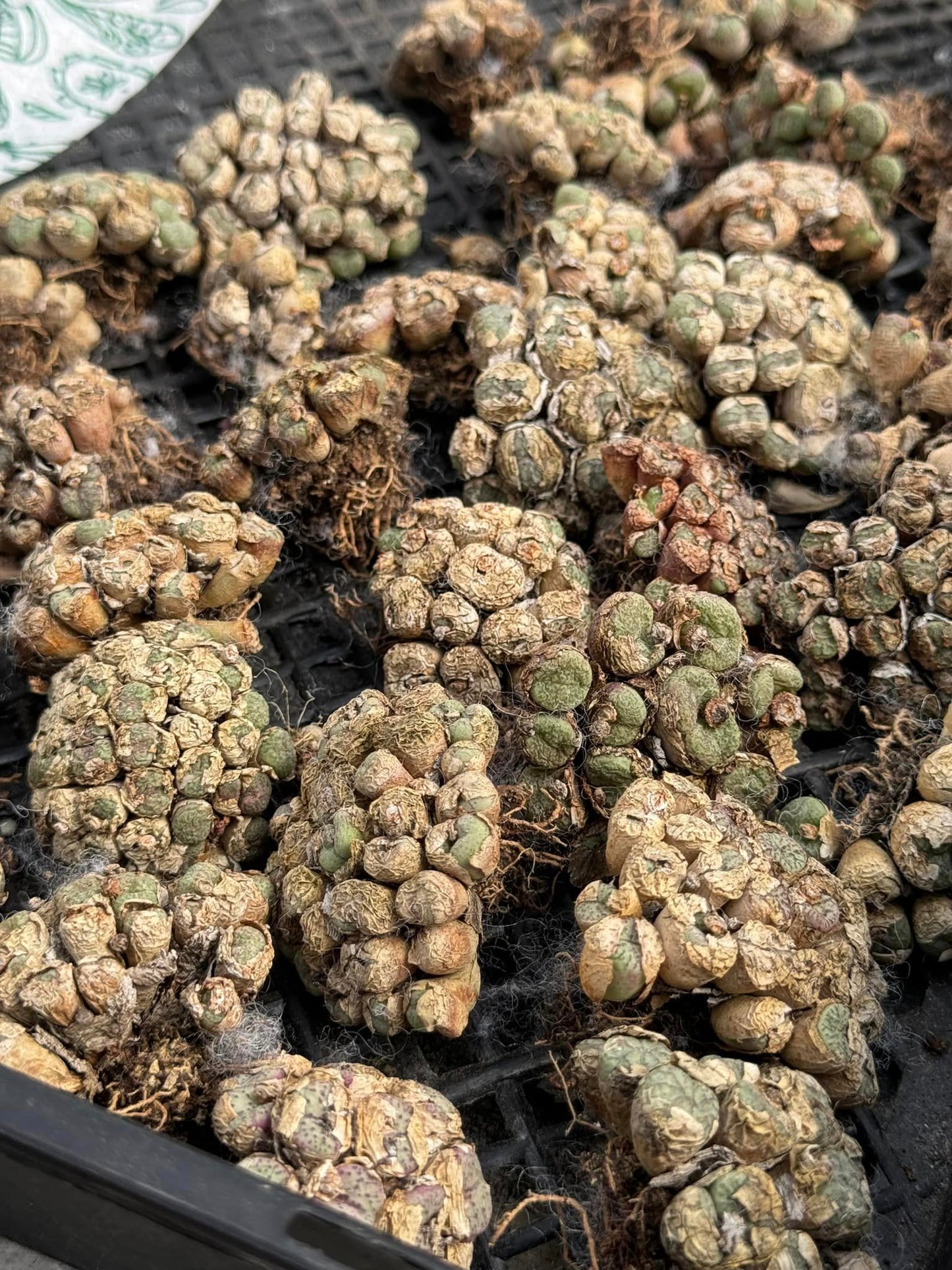 Conophytum mix cluster