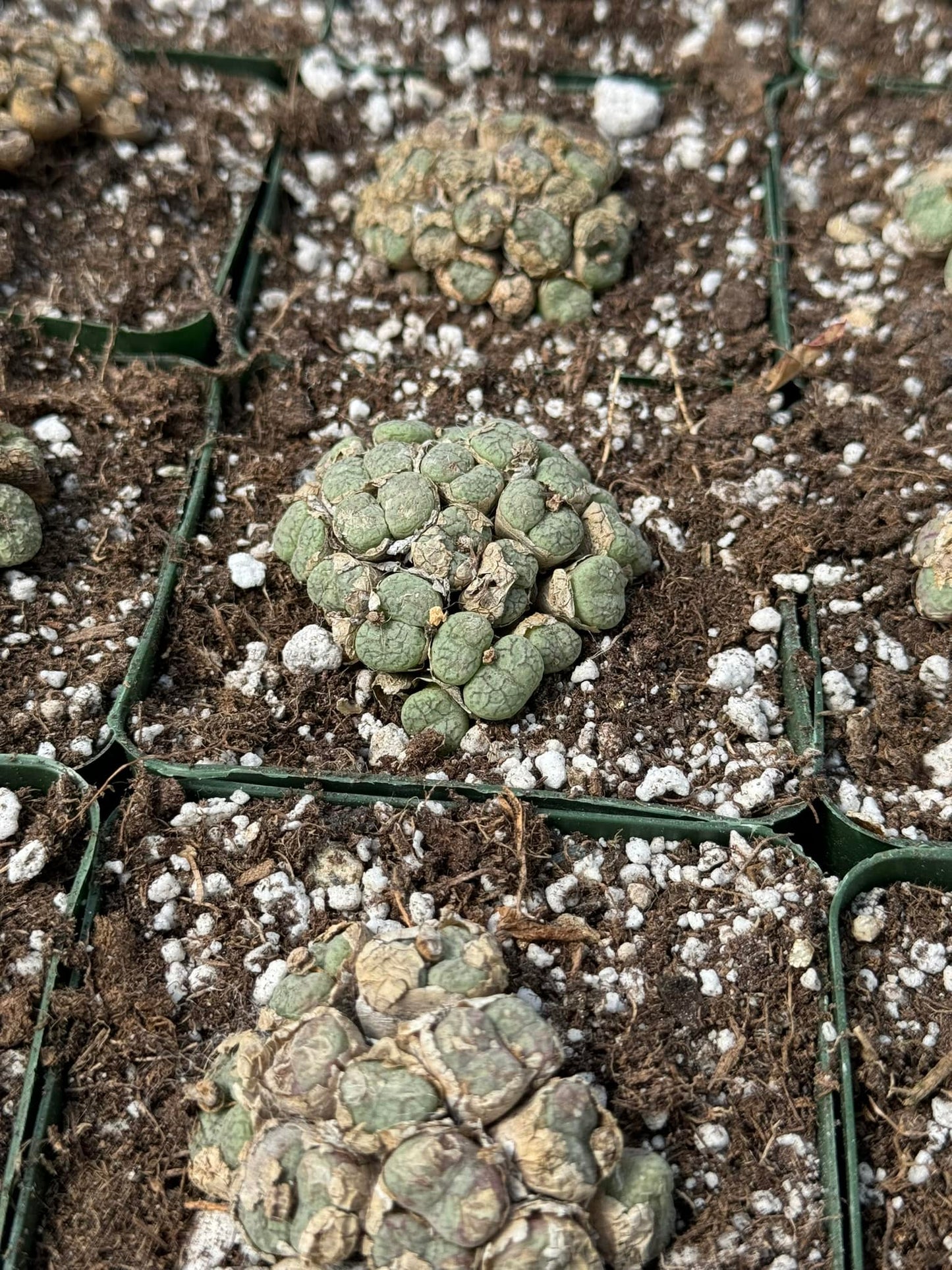 Conophytum mix cluster