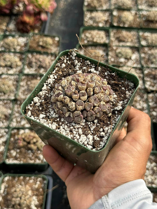 Conophytum mix cluster