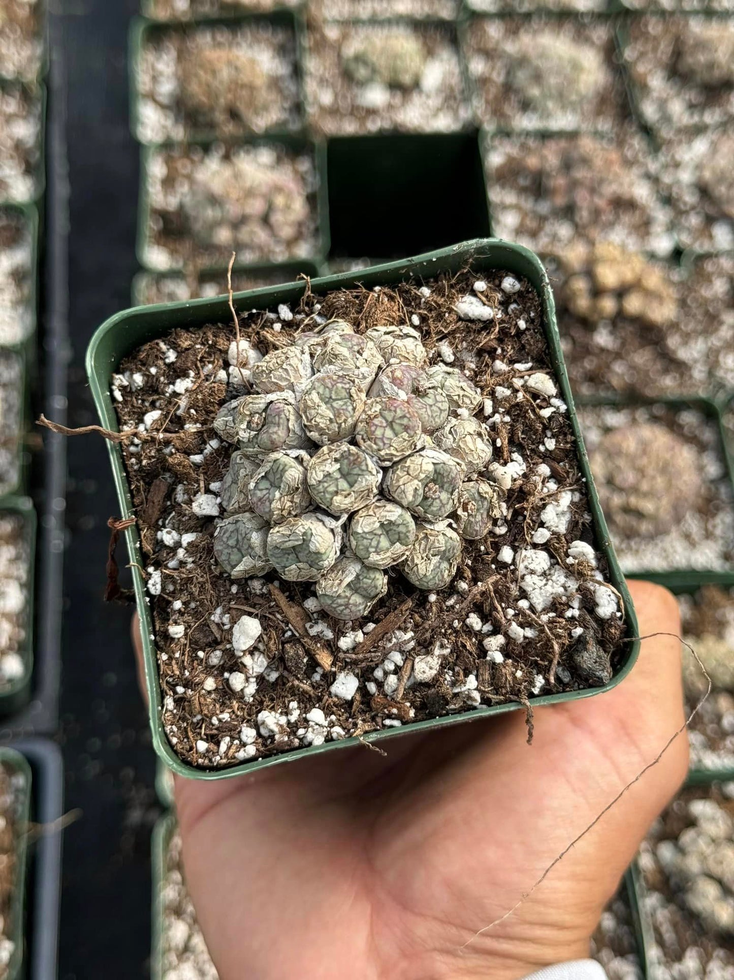 Conophytum mix cluster