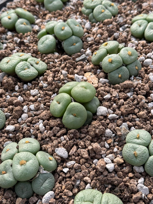 Conophytum obcordellum var. Ceresianum cluster
