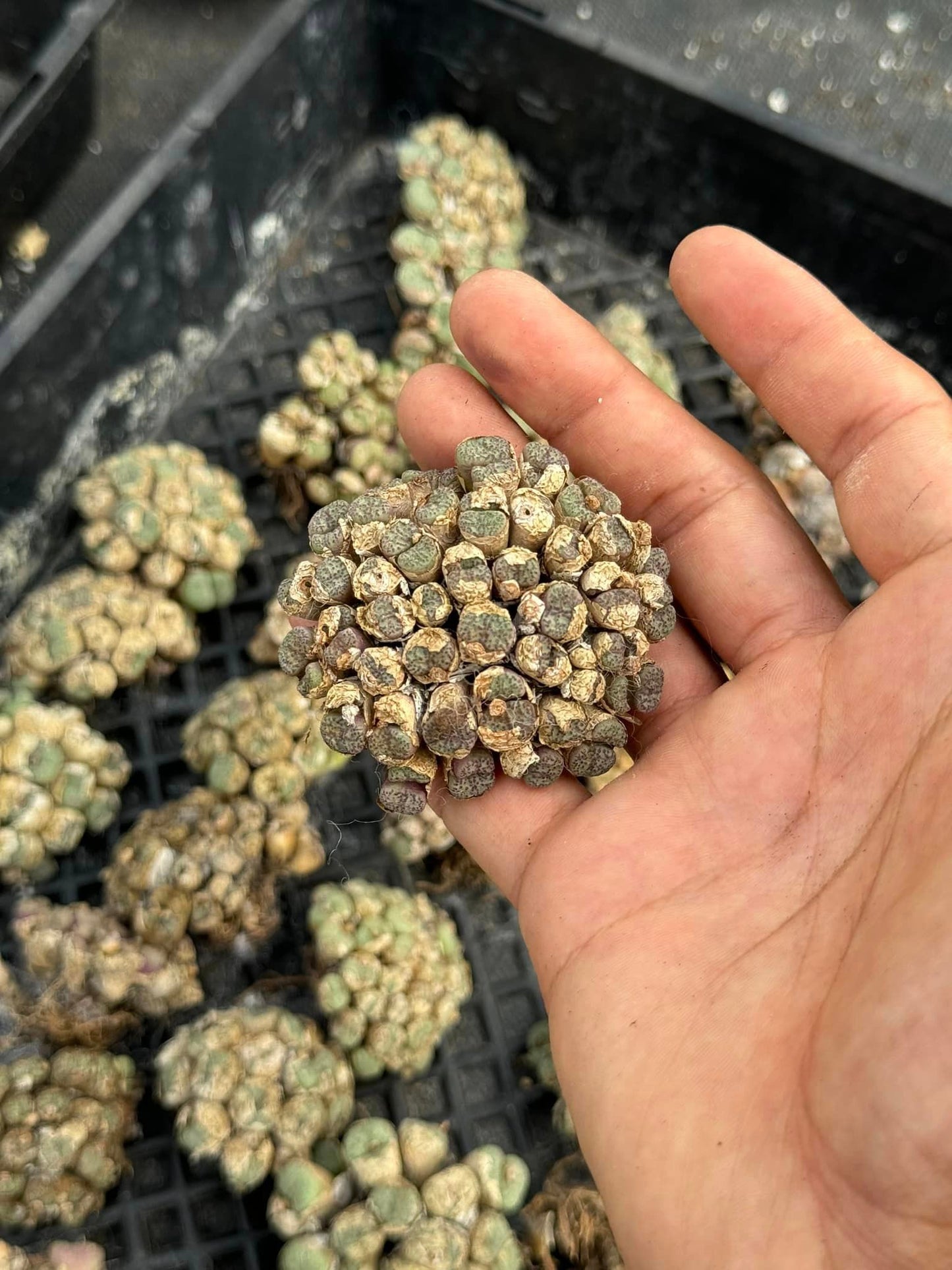 Conophytum mix cluster