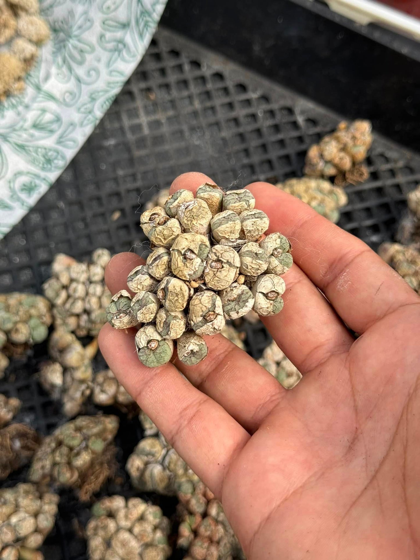 Conophytum mix cluster