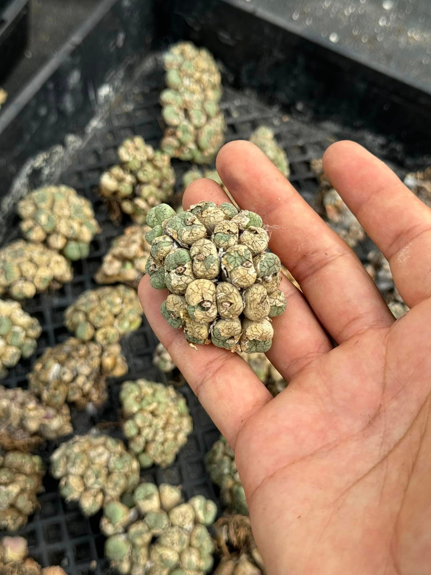 Conophytum mix cluster