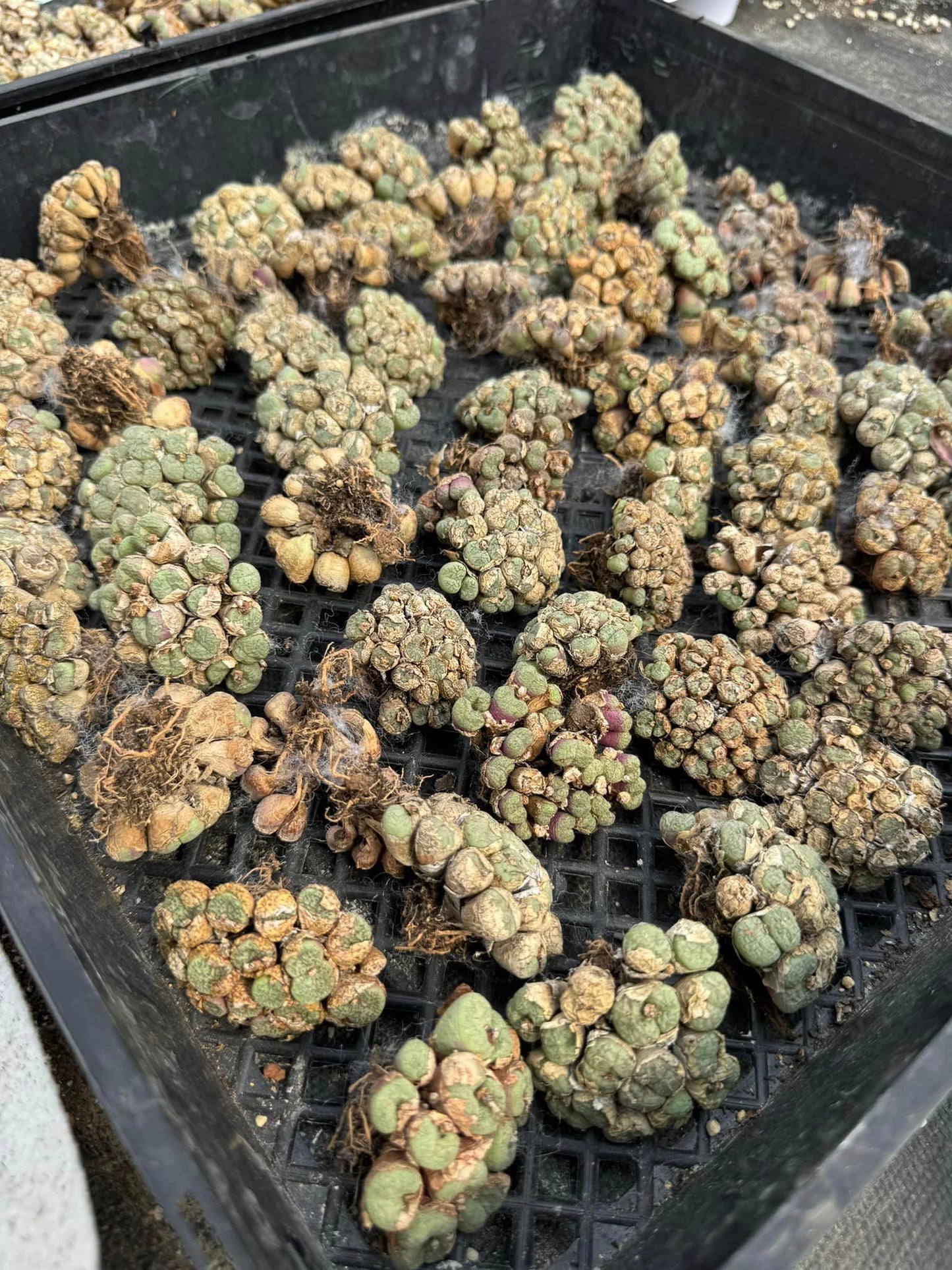 Conophytum mix cluster