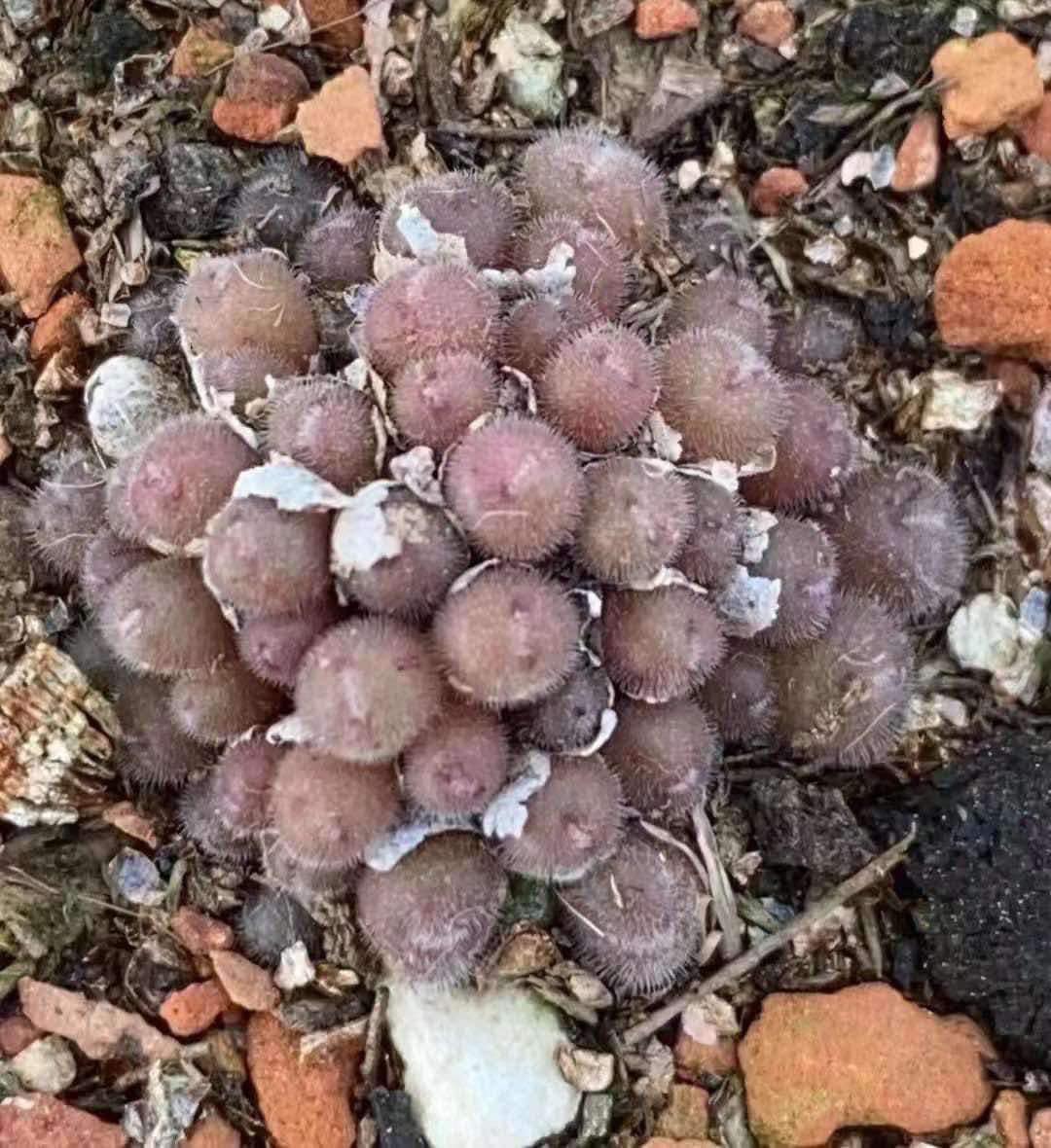 Conophytum pilosulum cluster