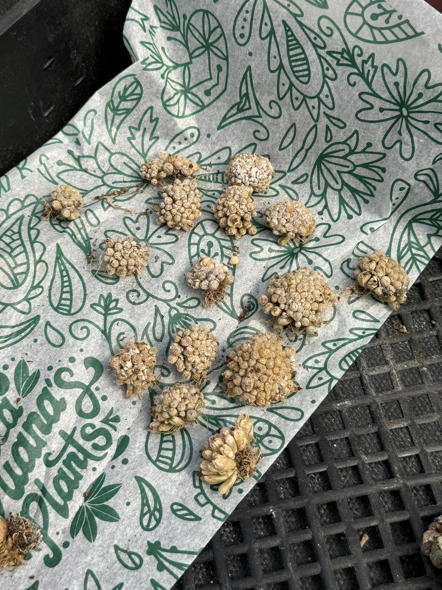 Conophytum pilosulum cluster