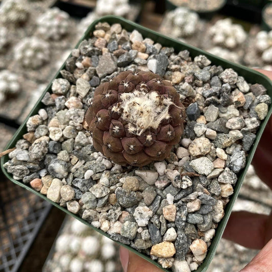 Copiapoa hypogaea