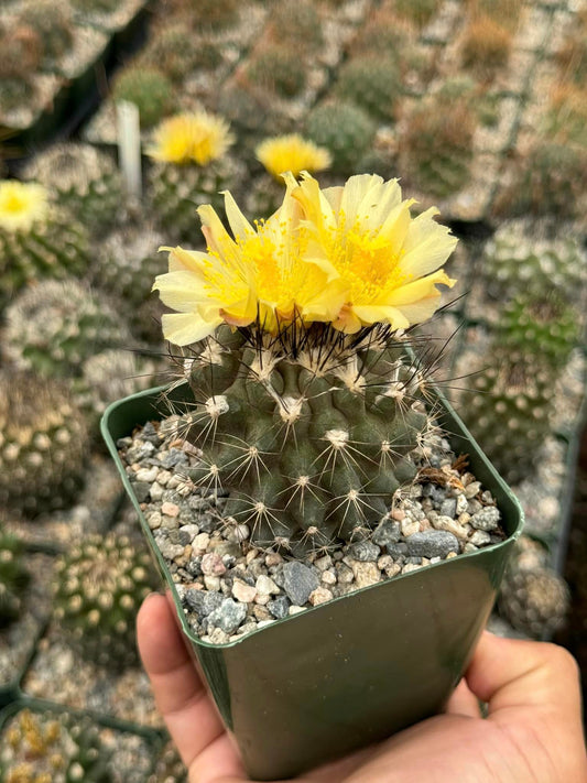 Copiapoa paposoensis