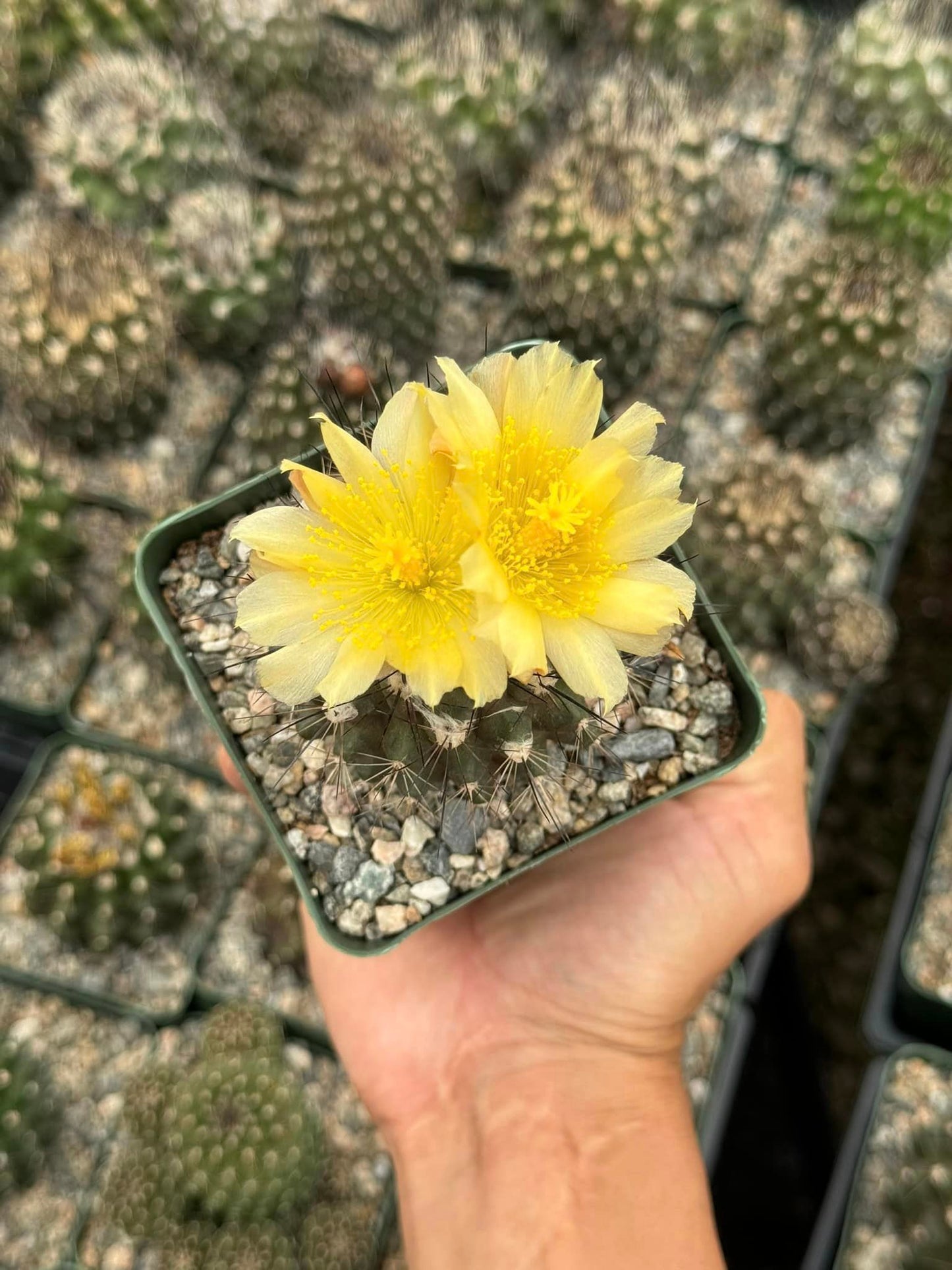 Copiapoa paposoensis