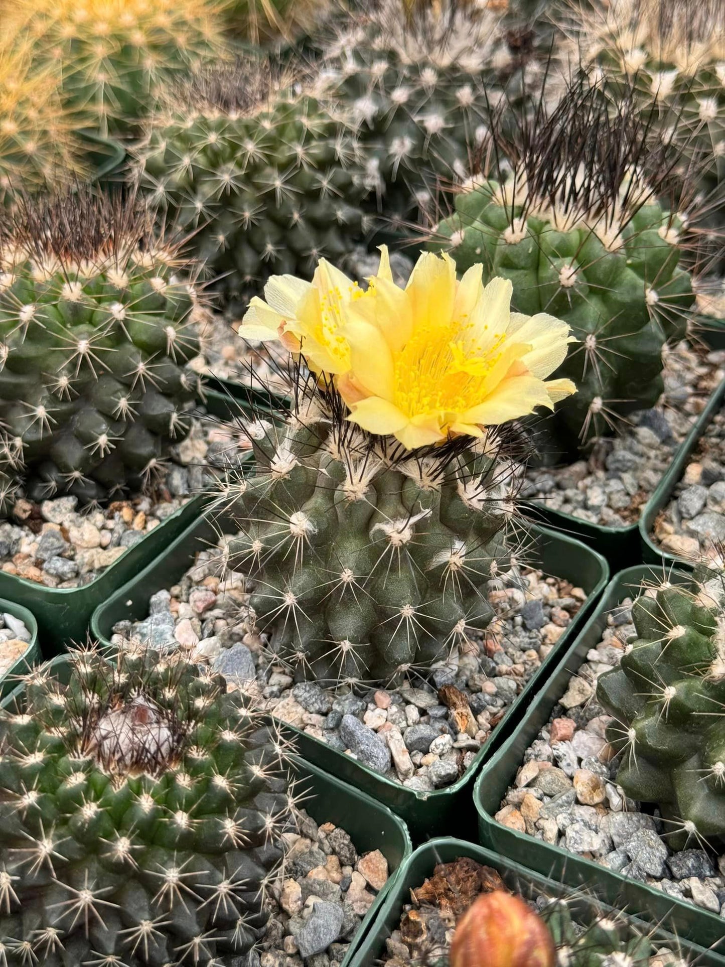 Copiapoa paposoensis