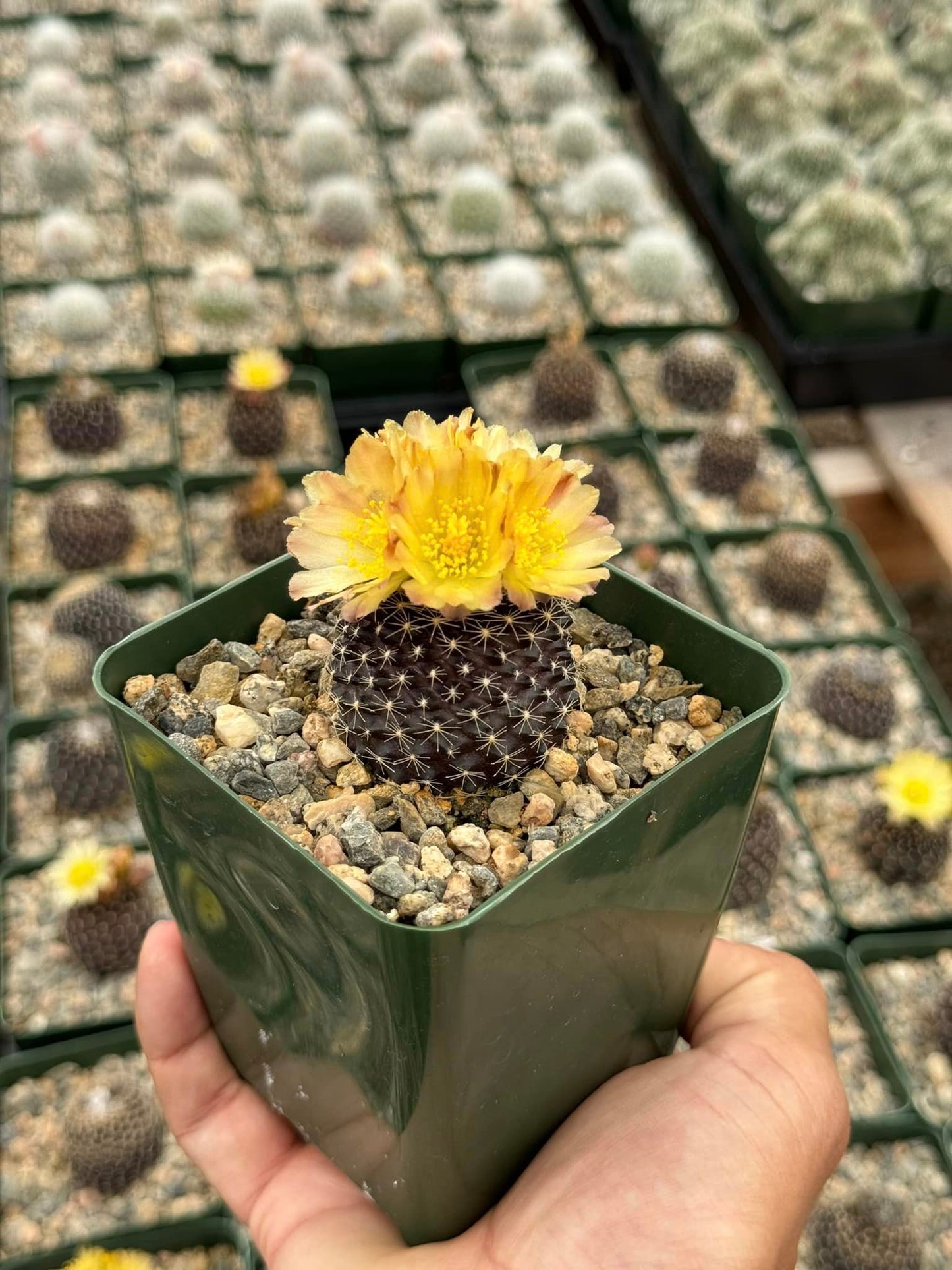 Copiapoa tenuissima