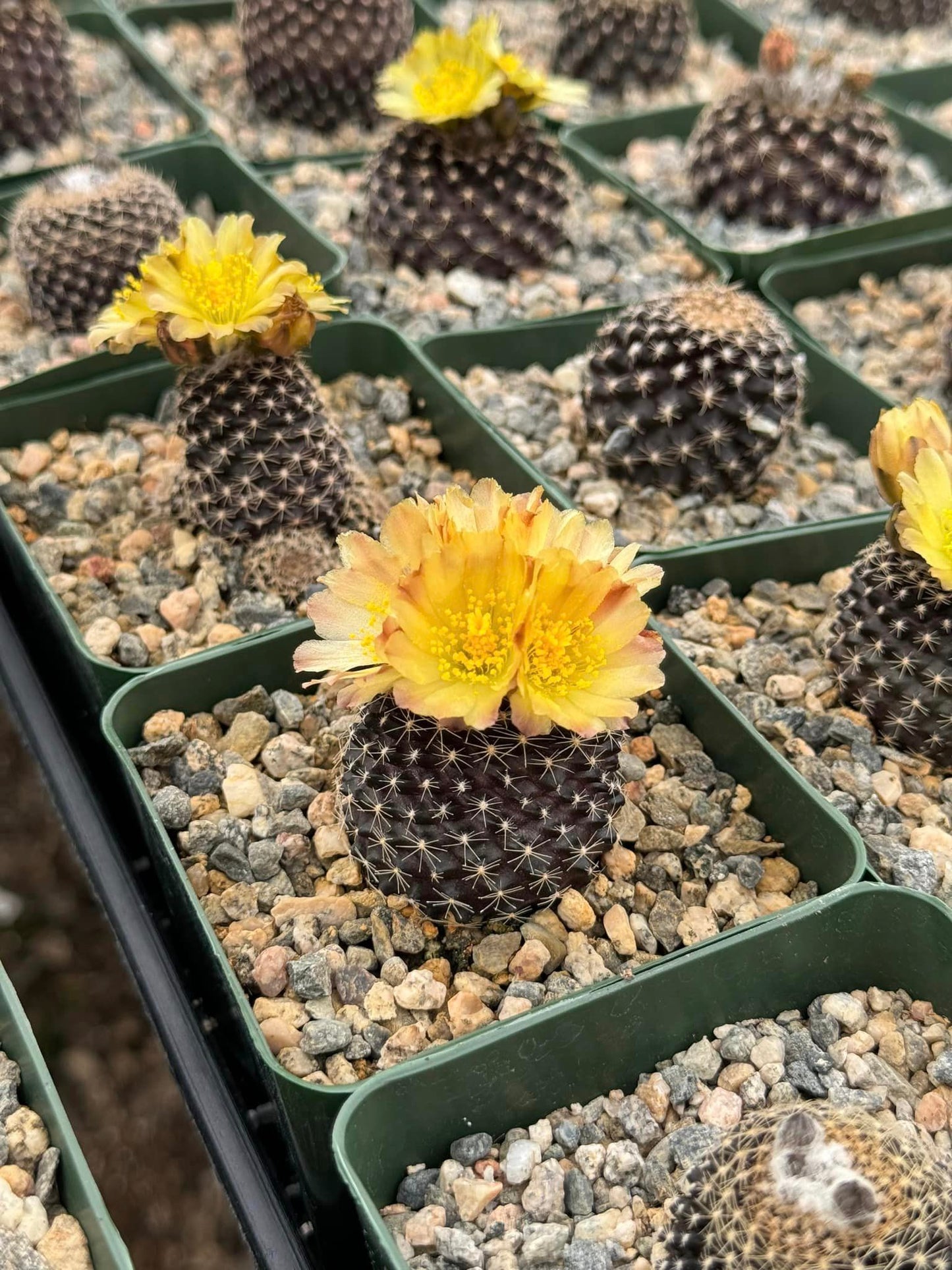 Copiapoa tenuissima