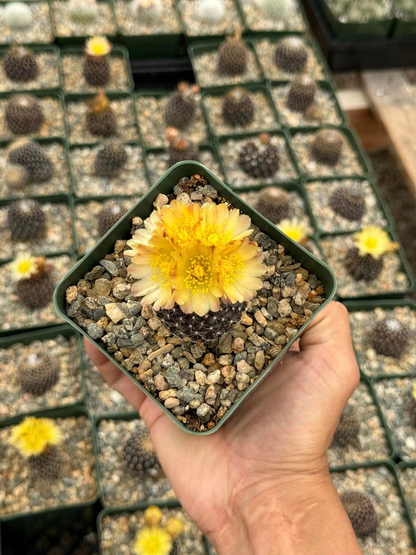 Copiapoa tenuissima