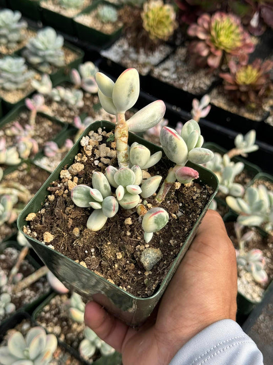 Cotyledon orbiculata var. Ophylla variegado