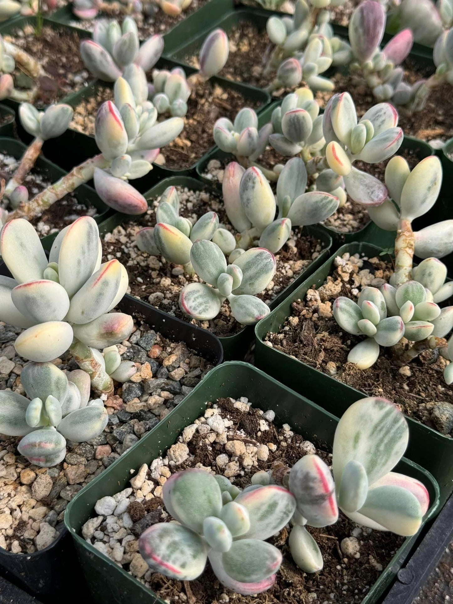 Cotyledon orbiculata var. Ophylla variegado