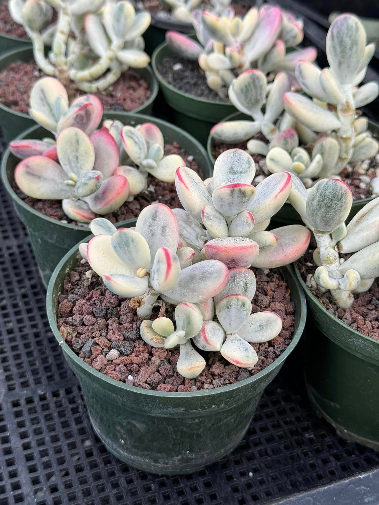 Cotyledon orbiculata var. Ophylla variegado