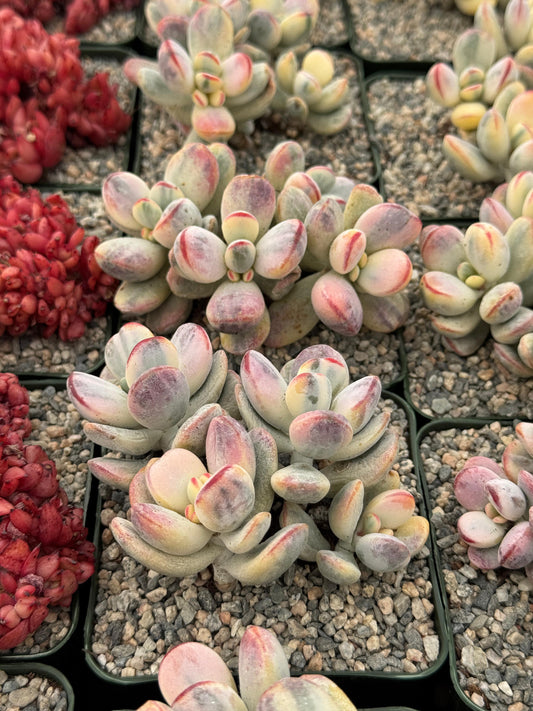 Cotyledon orbiculata var. Ophylla variegado cluster