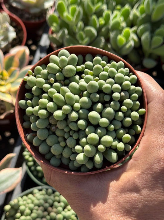 Cotyledon sinus alexandri