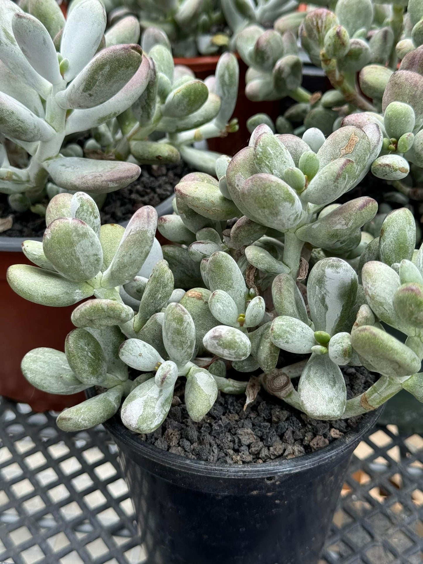 Cotyledon orbiculata leopard variegado cluster 6”