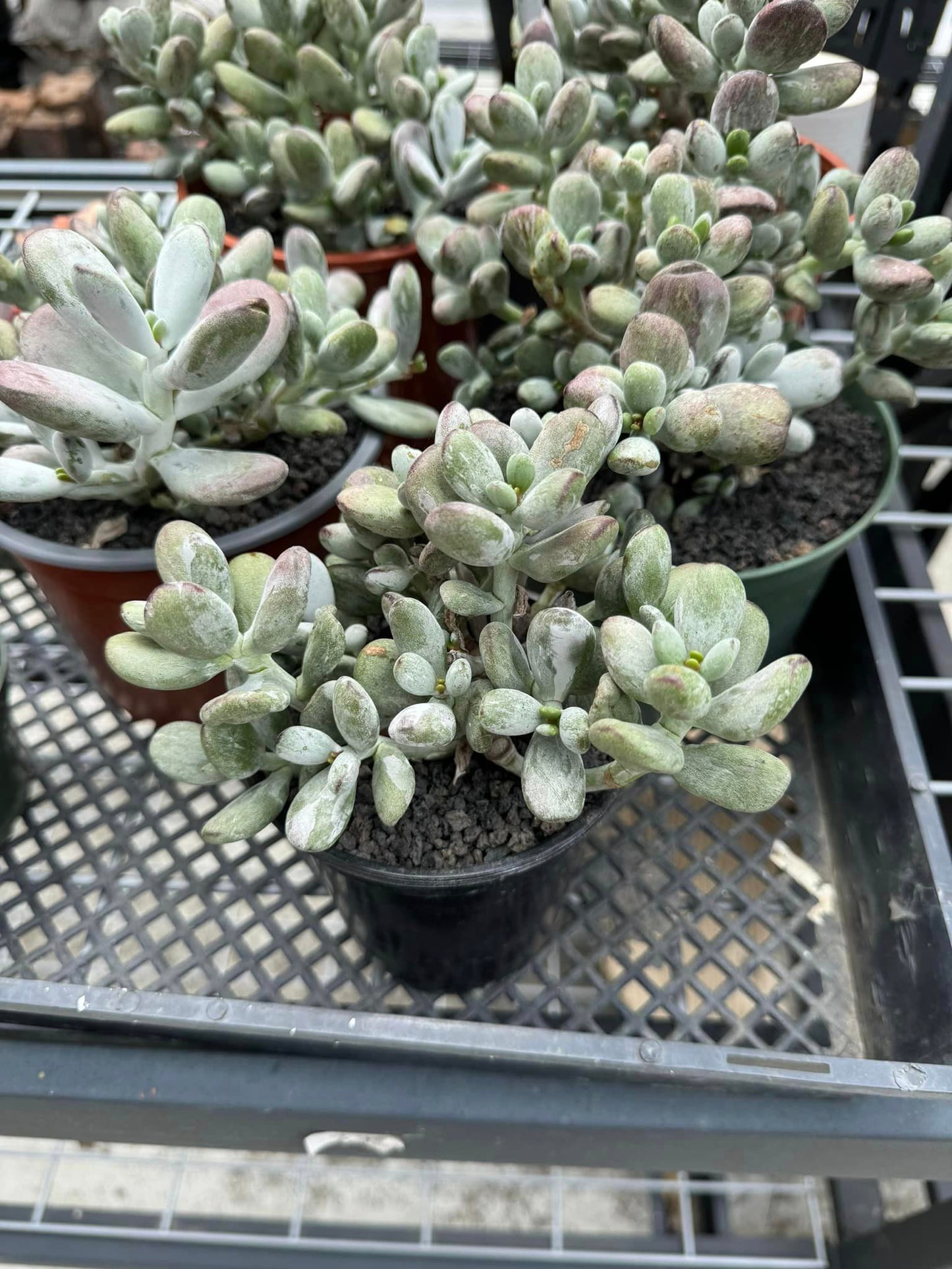 Cotyledon orbiculata leopard variegado cluster 6”