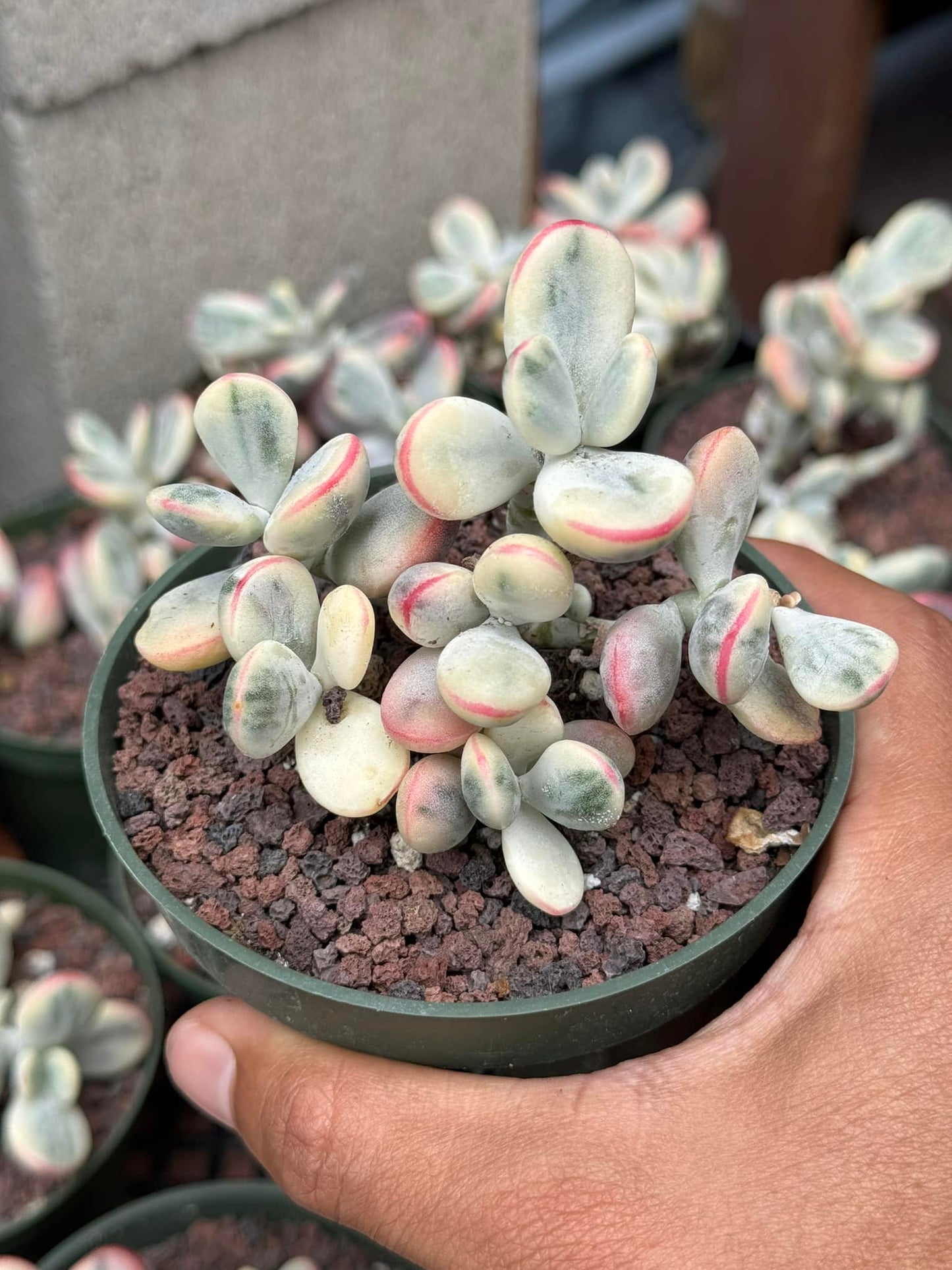 Cotyledon orbiculata var. Ophylla variegado cluster