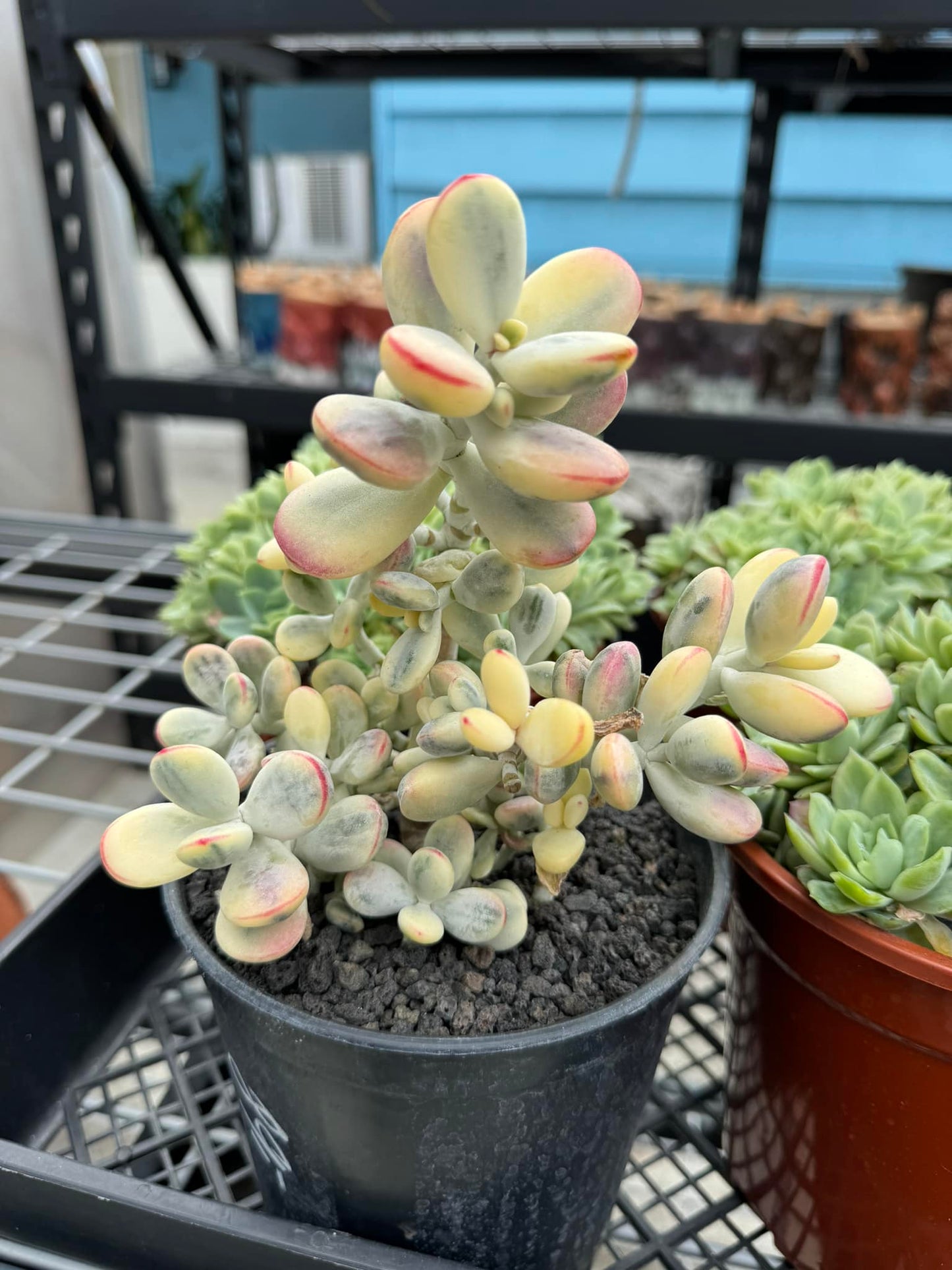 Cotyledon orbiculata var. Ophylla variegado