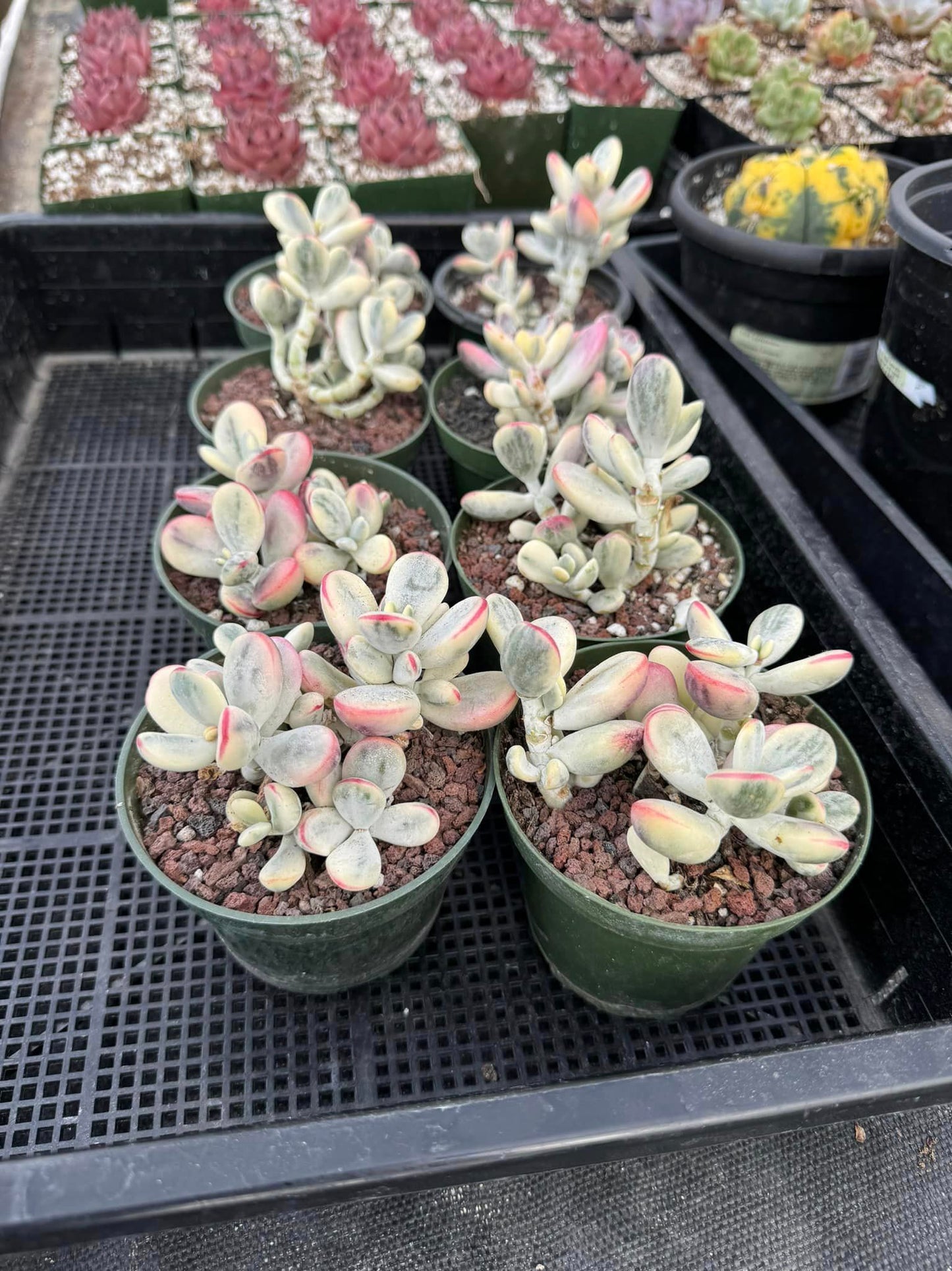 Cotyledon orbiculata var. Ophylla variegado