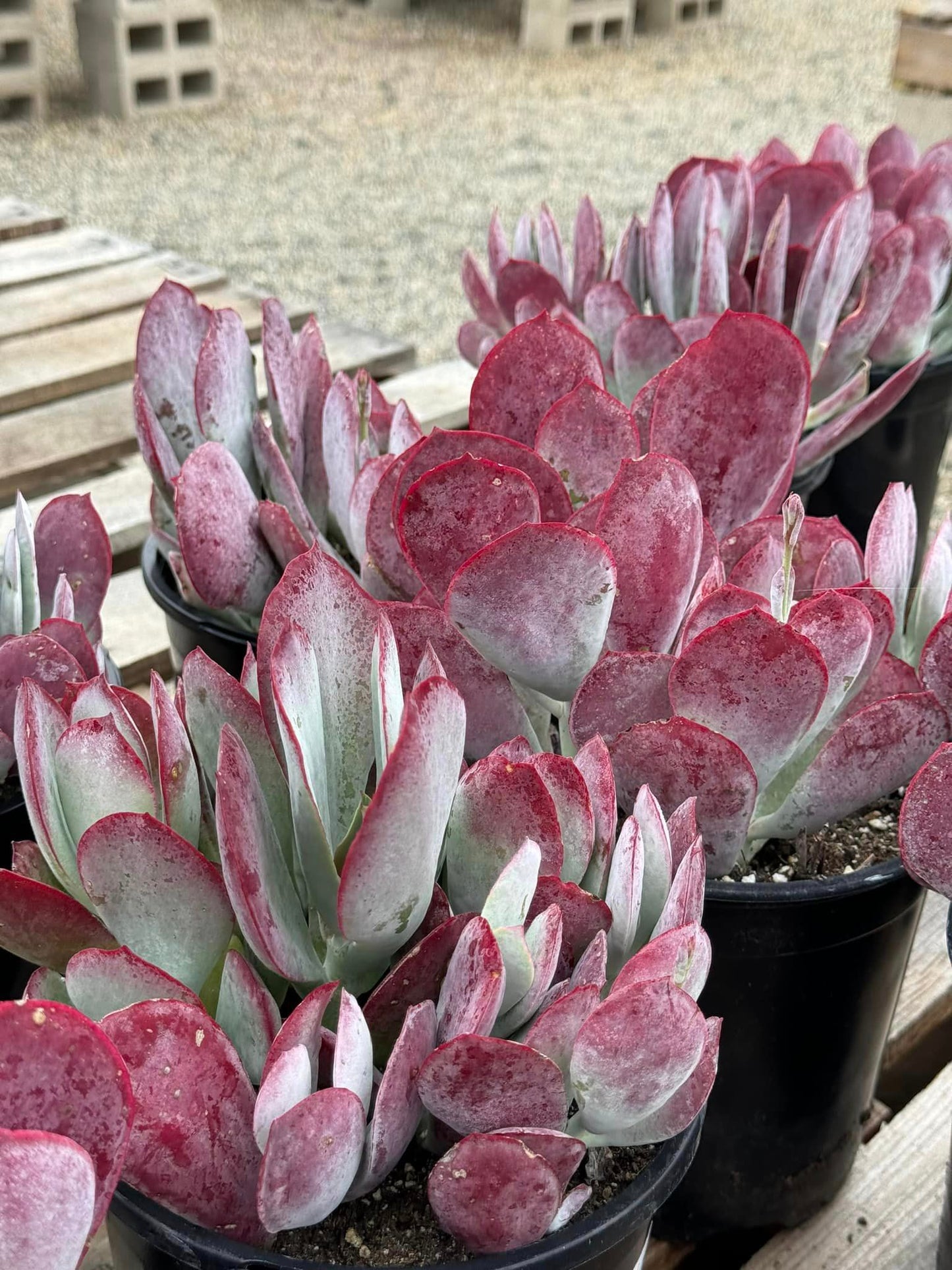 Cotyledon passion hearts