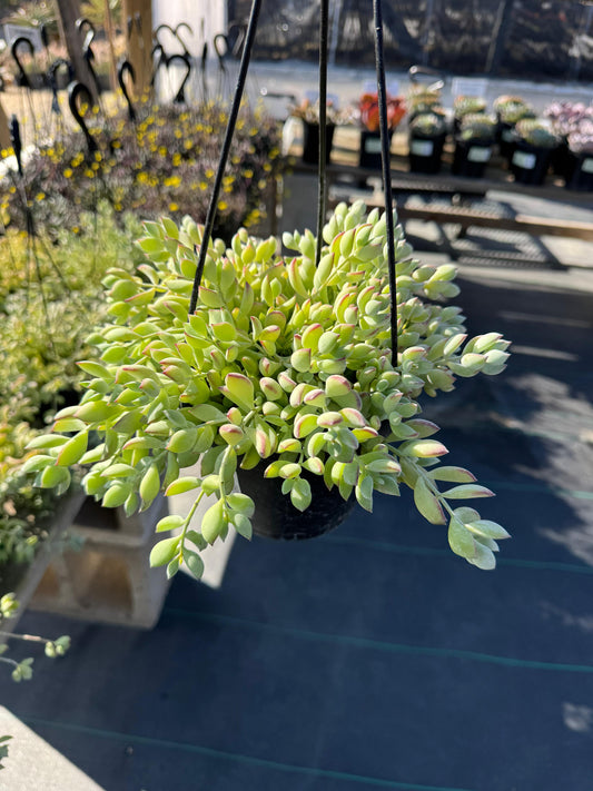 Cotyledon Pendens