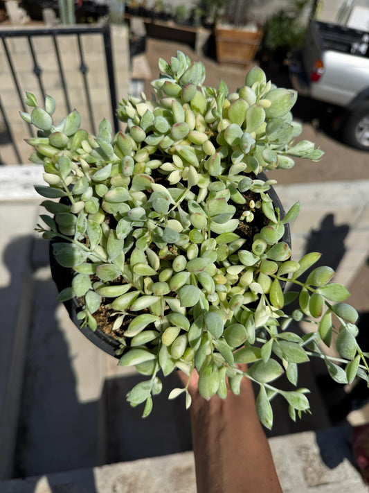 Cotyledon pendens variegado