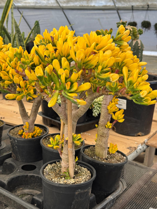 Crassula ovata gollum variegada Jumbo