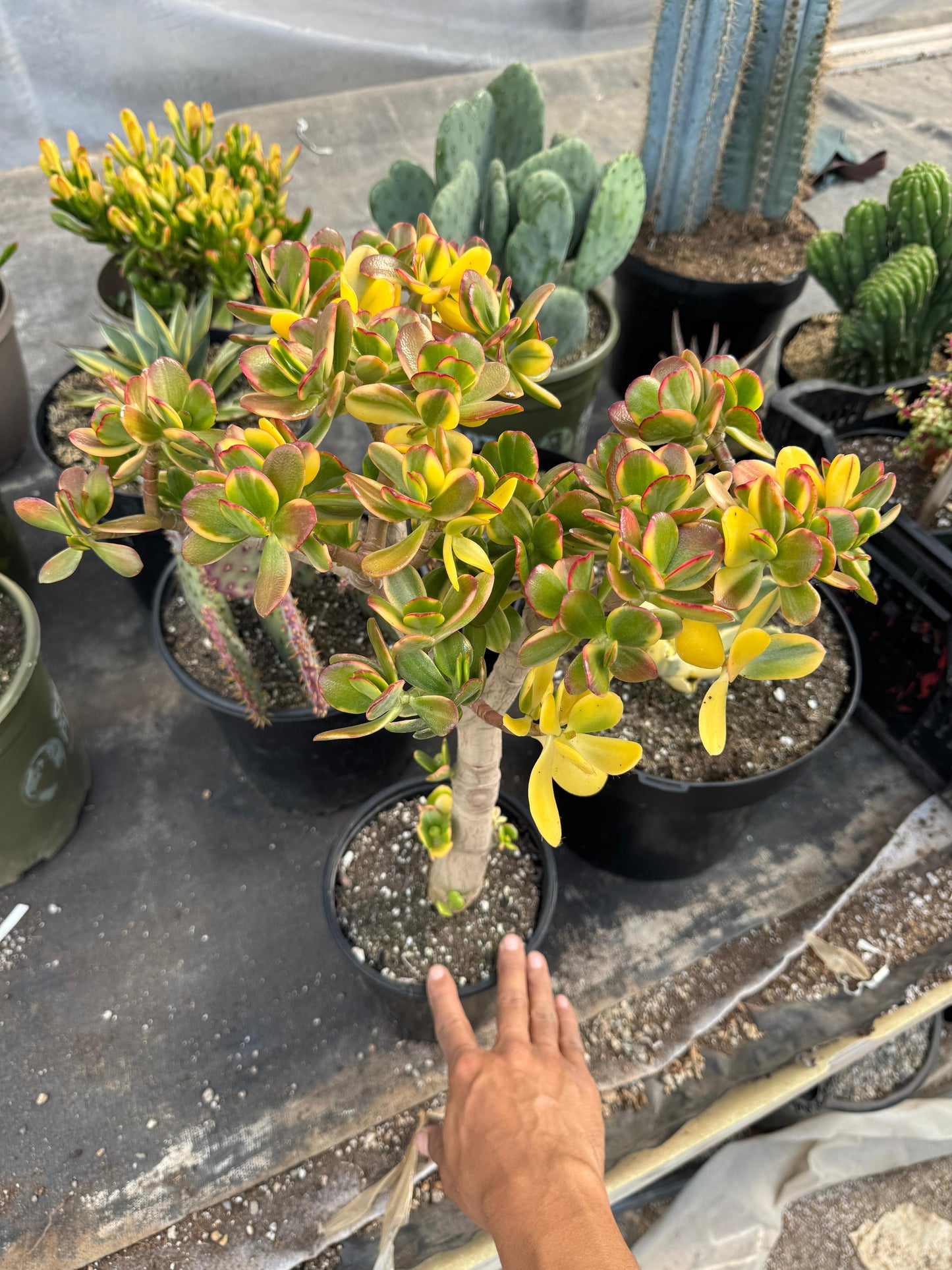 Crassula ovata ‘Lemon and lime’