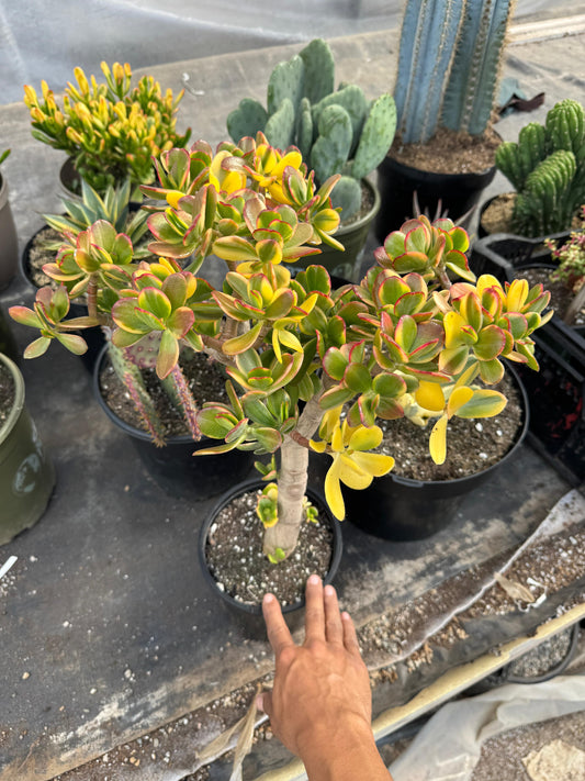 Crassula ovata ‘Lemon and lime’