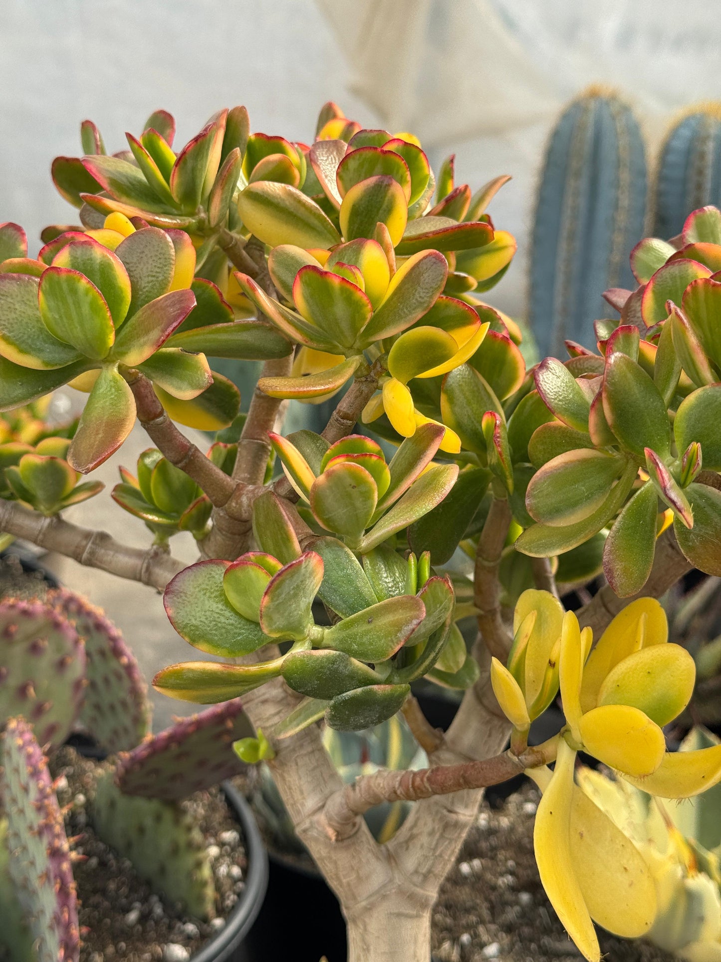 Crassula ovata ‘Lemon and lime’