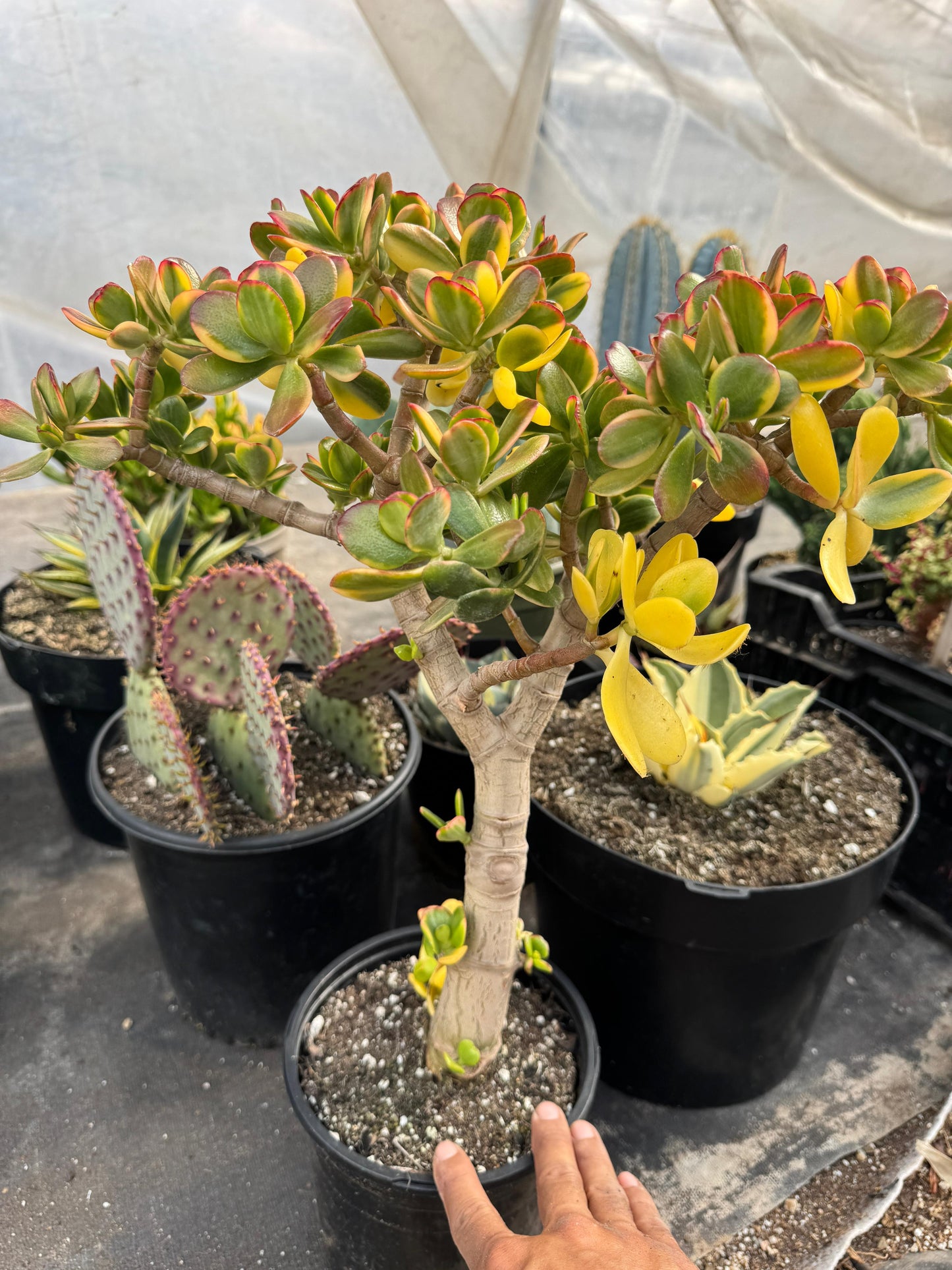 Crassula ovata ‘Lemon and lime’