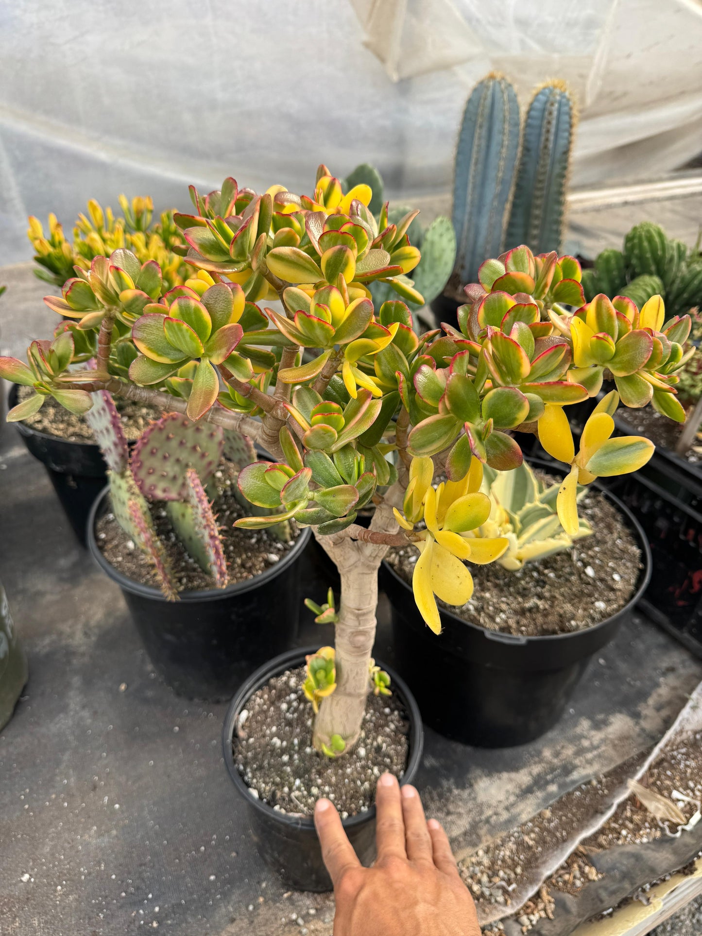 Crassula ovata ‘Lemon and lime’