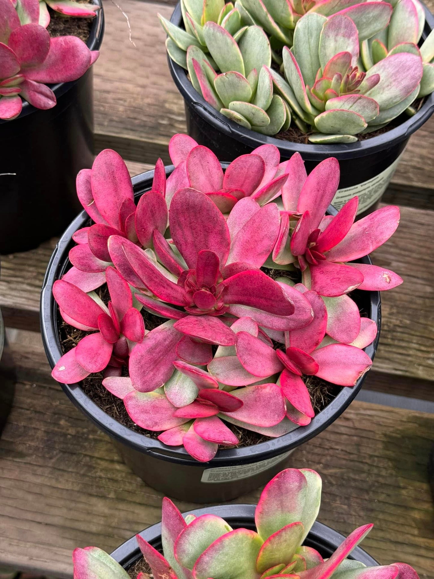 Crassula platyphylla Variegada