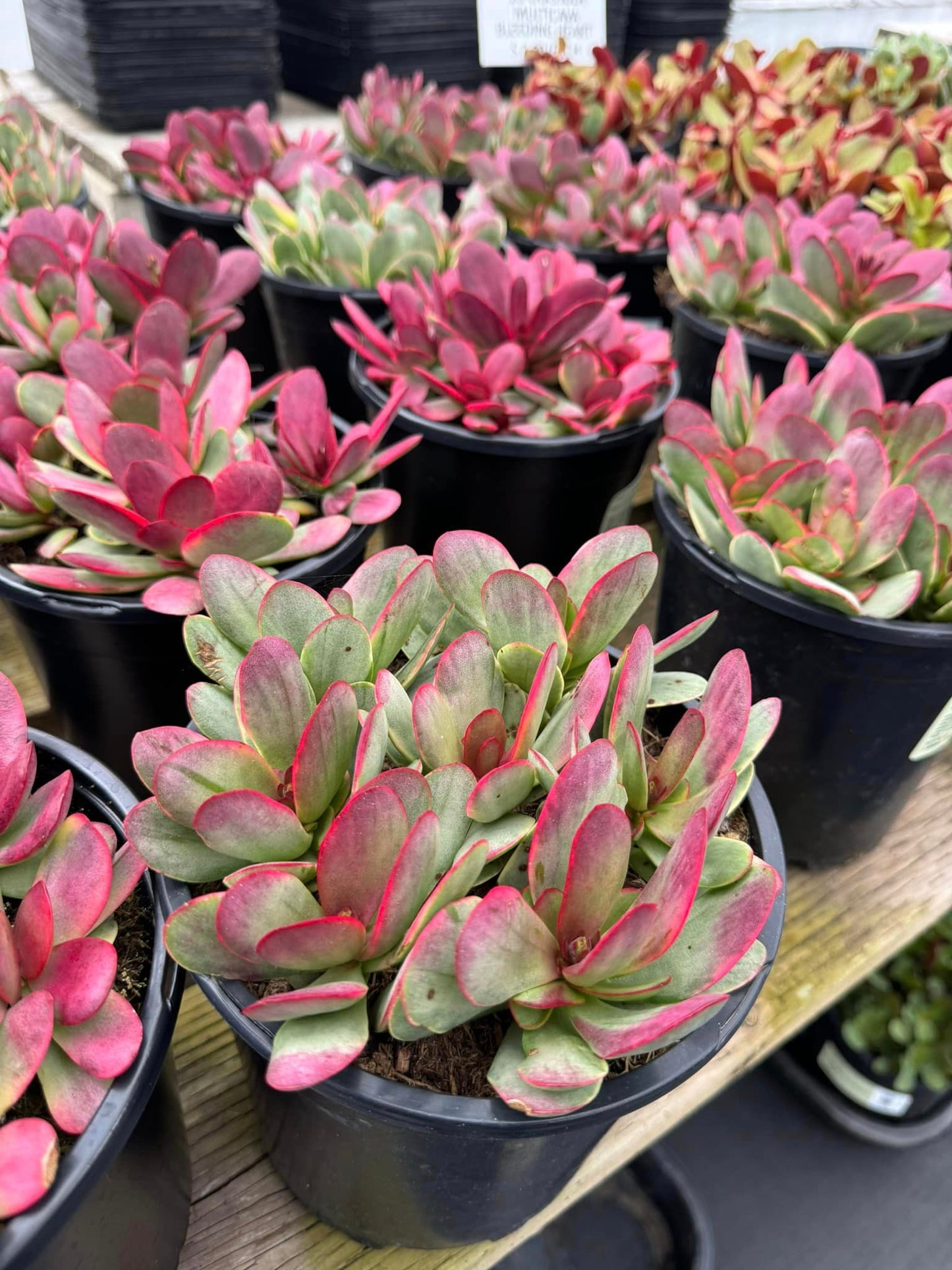 Crassula platyphylla Variegada