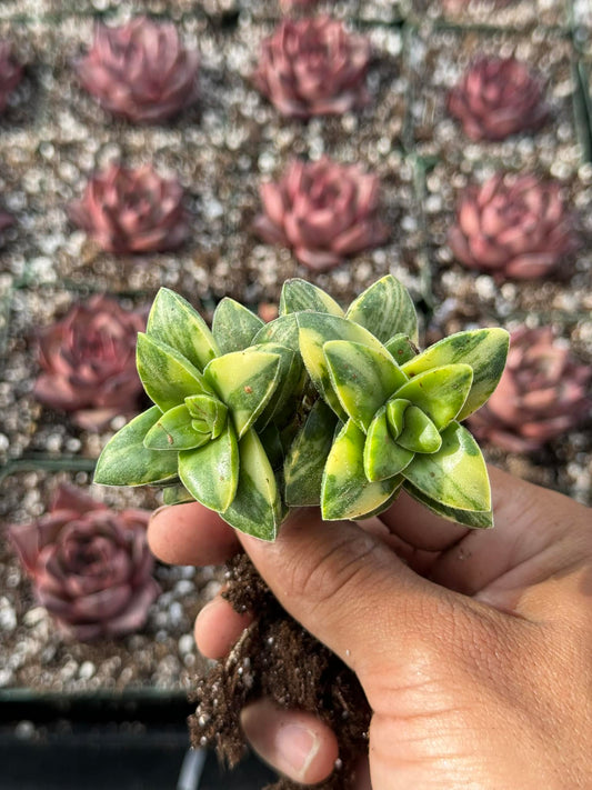 Crassula springtime Variegada