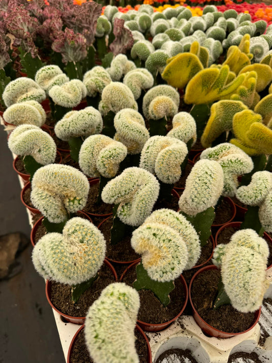 Cresta de Mammillaria carmenae