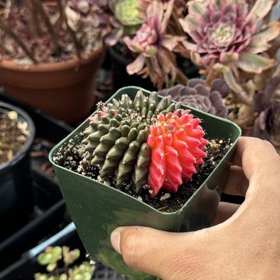 Cresta de gymnocalycium thornless Variegada